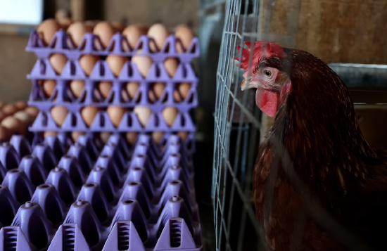 美国鸡蛋价格暴跌:消费者的好消息,养殖户的危机