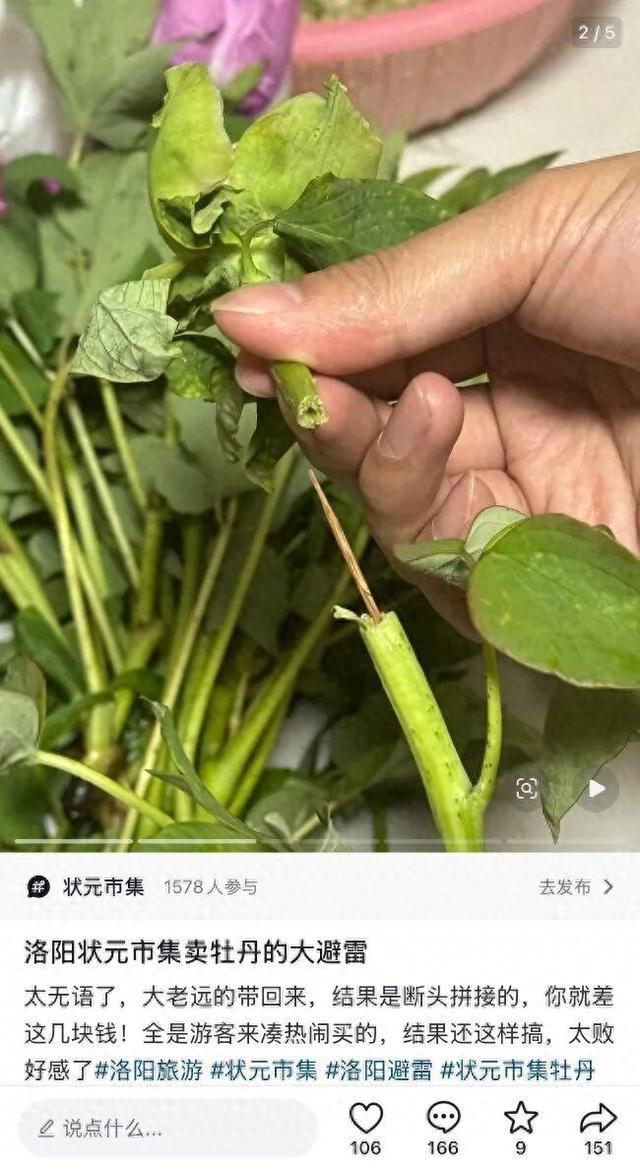 游客称在洛阳一市集买的牡丹,竟是牙签固定的 “断头花”!市集回应:已关注,正核实