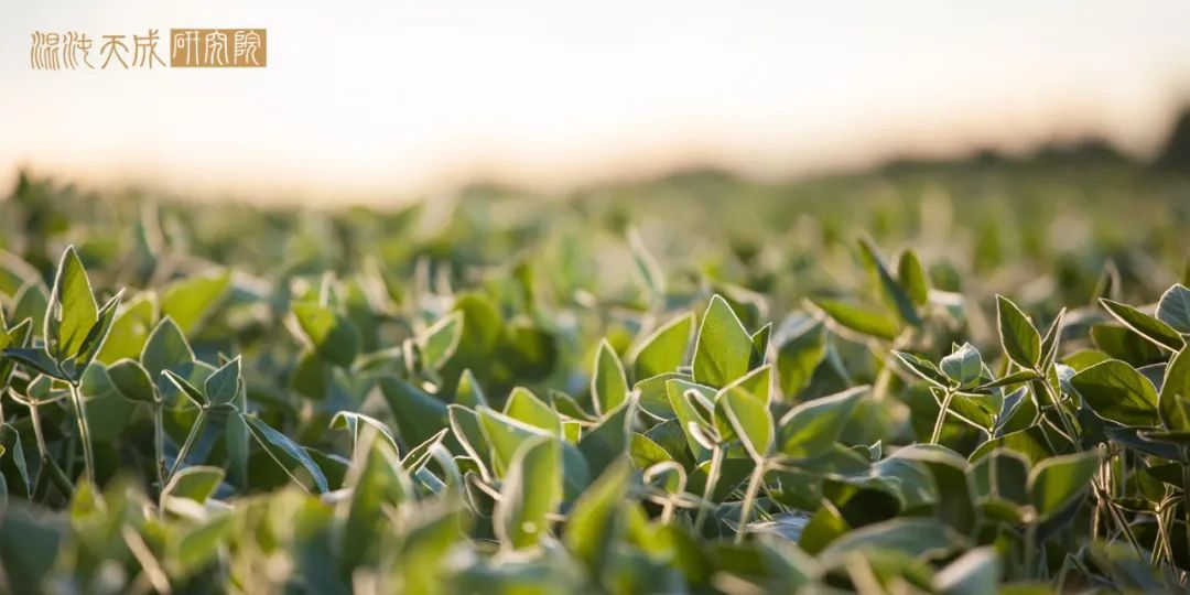 【农产品早评】棉花：主产区干旱叠加化肥用量担忧，美棉继续上行